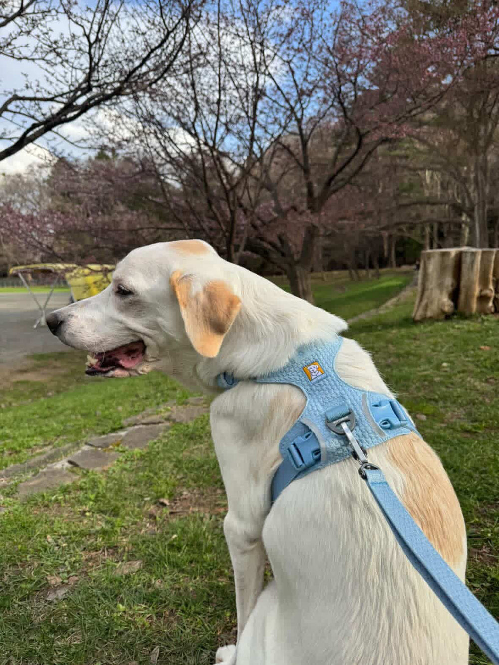 24.0kg 男の子 ハートくん | ミックス🐶フロントレンジフレックスハーネス