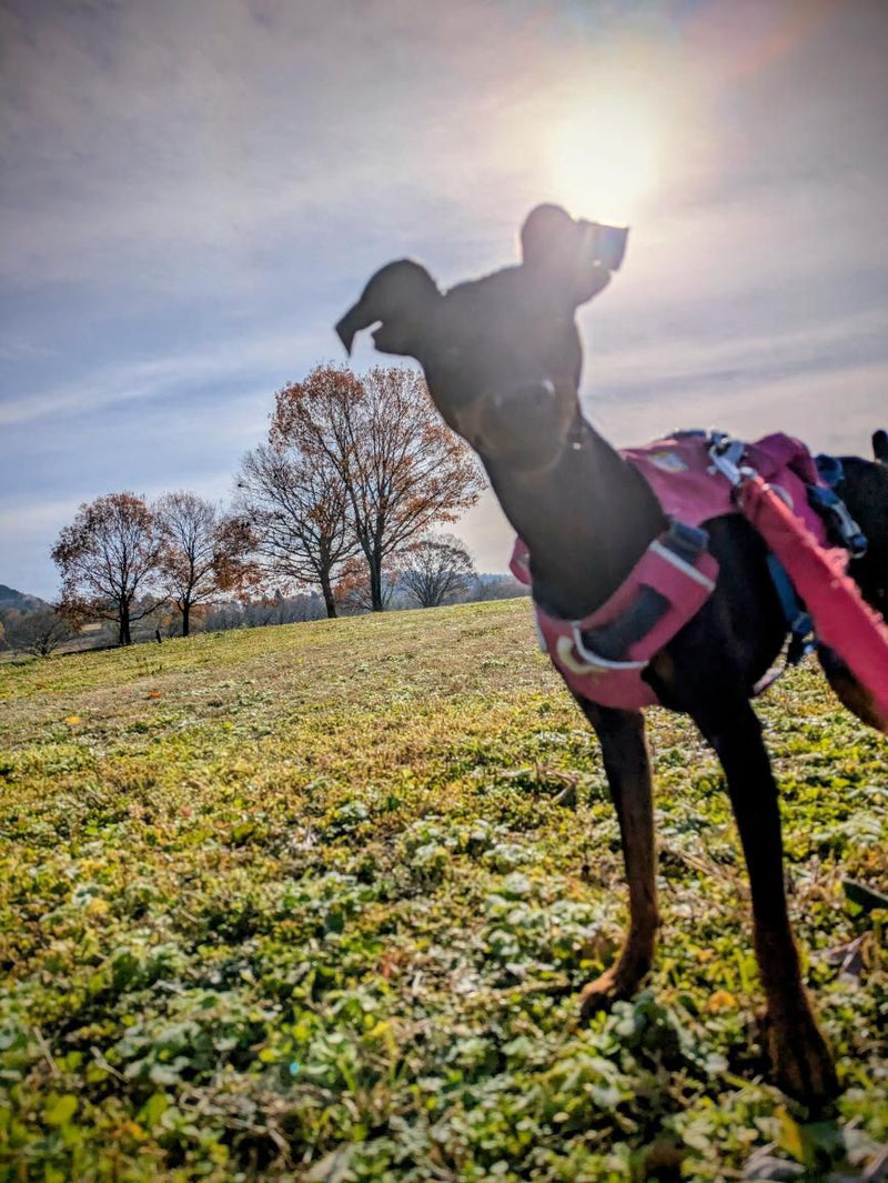 フラッグラインハーネス | 強力で軽量なリフト＆アシスト | Ruffwear JAPAN