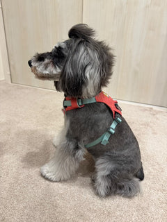 6.5kg 女の子 ラナちゃん | ミニチュア シュナウザー🐶ハイ＆ライトハーネス