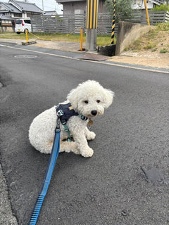 4.9kg 男の子 Luke（ルーク）くん | ビジョン フリーゼ🐶ハイ＆ライトハーネス