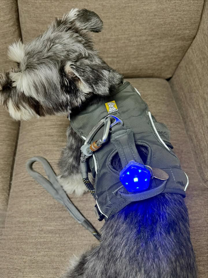 8.6kg 男の子 六太(むった)くん | ミニチュアシュナウザー🐶ウェブマスターハーネス