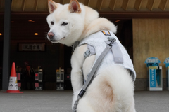 6.5kg 男の子 まめ大福くん | 柴犬🐶スワンプクーラードッグハーネス