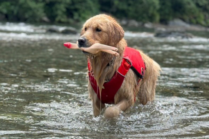 コンフルエンスドッグライフジャケット | Ruffwear JAPAN