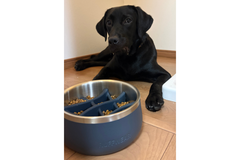 18kg 男の子 オレオくん | ラブラドールレトリバー🐶ベースキャンプドッグボウル