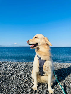 29.0kg 女の子 メイちゃん | ゴールデンレトリバー🐶フラッグラインハーネス