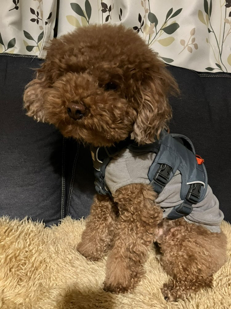 5.5kg 男の子 くすくすくん | トイプードル🐶ウェブマスターハーネス