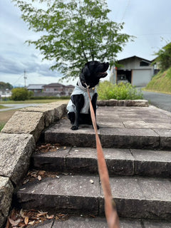 34.0kg 男の子 lightくん | ラブラドールレトリバー🐶スワンプクーラーベスト