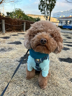 5.5kg 男の子 くすくすくん | トイプードル🐶ウェブマスターハーネス