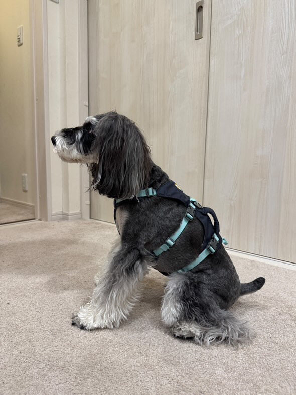 9.0kg 男の子 ジジくん | ミニチュア シュナウザー🐶フラッグラインハーネス