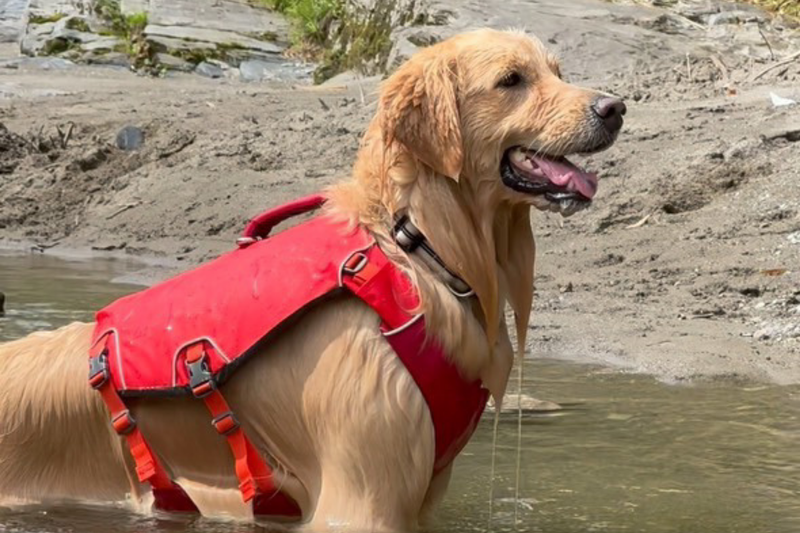 コンフルエンスドッグライフジャケット | Ruffwear JAPAN
