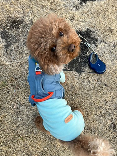 5.5kg 男の子 くすくすくん | トイプードル🐶ウェブマスターハーネス