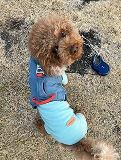 5.5kg 男の子 くすくすくん | トイプードル🐶ウェブマスターハーネス