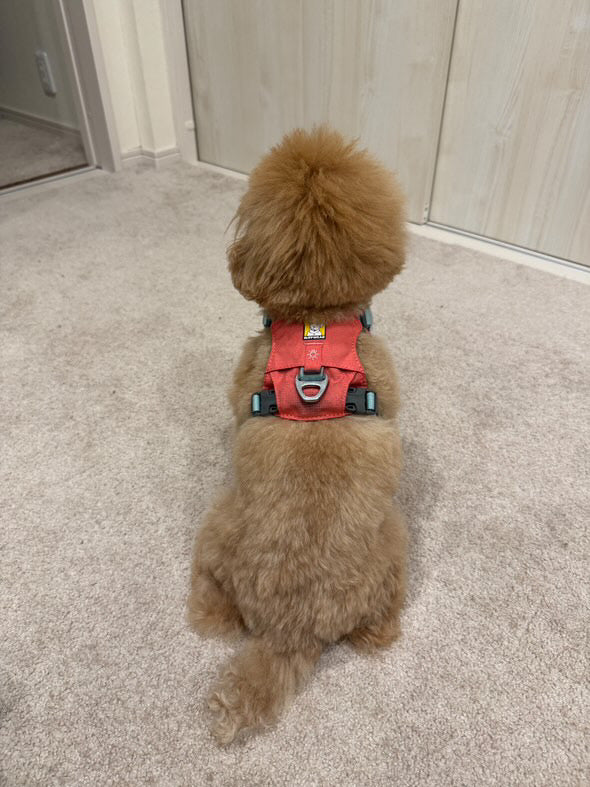 3.0kg 女の子 むぎちゃん | トイプードル🐶ハイ＆ライトハーネス