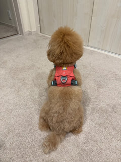 3.0kg 女の子 むぎちゃん | トイプードル🐶ハイ＆ライトハーネス