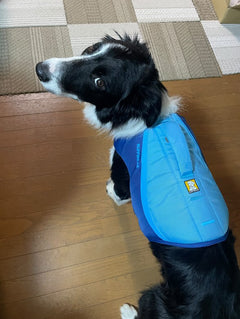 19.2kg 男の子 ラキくん | ボーダーコリー🐶フロートコートライフジャケット