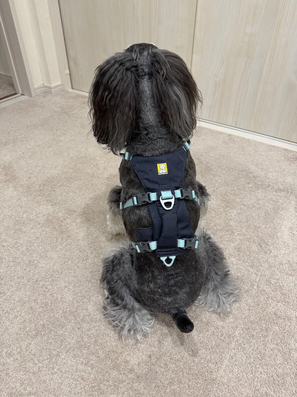 9.0kg 男の子 ジジくん | ミニチュア シュナウザー🐶フラッグラインハーネス