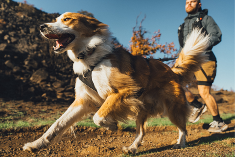 ポーラトレックス冬用ブーツ | スノーブーツ | Ruffwear JAPAN ポーラトレックス冬用ブーツ | スノーブーツ | Ruffwear JAPAN