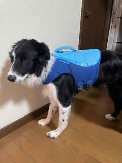19.2kg 男の子 ラキくん | ボーダーコリー🐶フロートコートライフジャケット