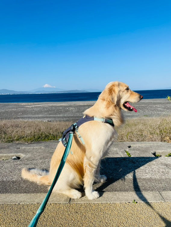 29.0kg 女の子 メイちゃん | ゴールデンレトリバー🐶フラッグラインハーネス