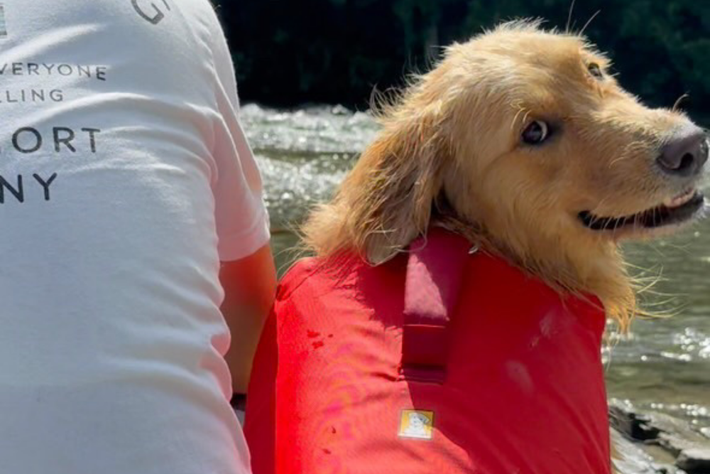 26.0kg 女の子 るなちゃん | ゴールデンレトリバー🐶コンフルエンスドッグライフジャケット