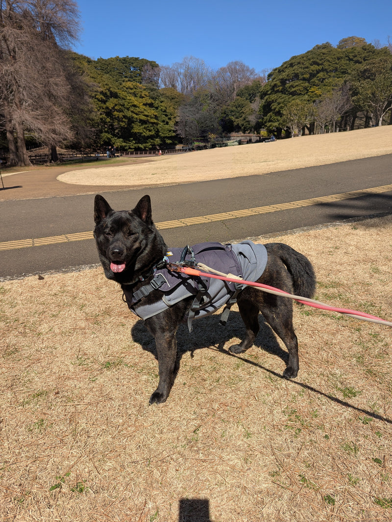 ウェブマスターハーネス | Ruffwear JAPAN