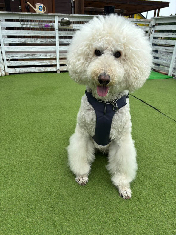 27kg 男の子 ロワくん|スタンダードプードル🐶ウェブマスターハーネス