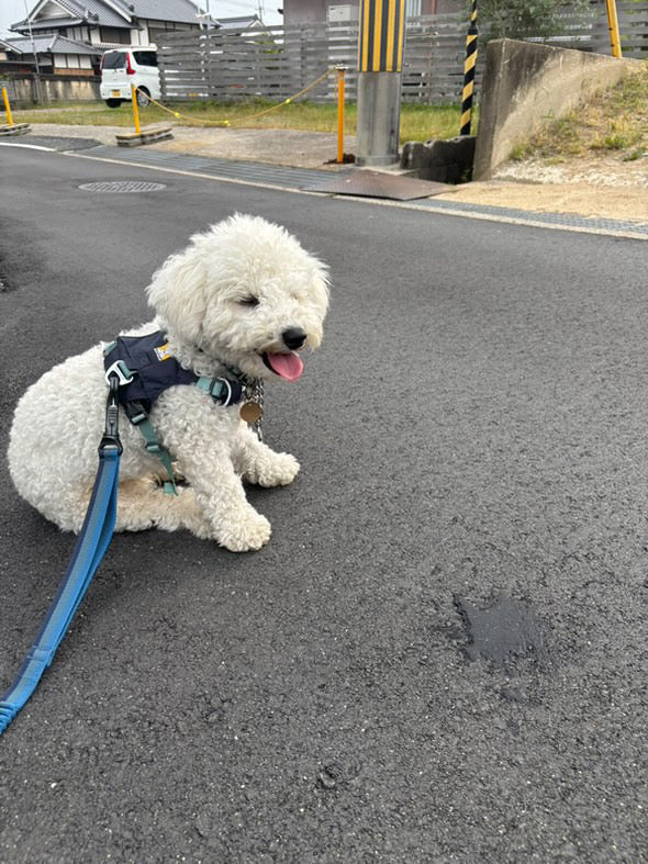 4.9kg 男の子 Luke（ルーク）くん | ビジョン フリーゼ🐶ハイ＆ライトハーネス