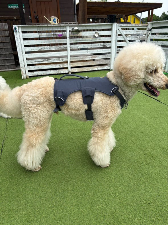 26kg 男の子 アミくん|スタンダードプードル🐶ウェブマスターハーネス