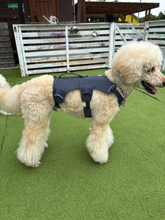 26kg 男の子 アミくん|スタンダードプードル🐶ウェブマスターハーネス