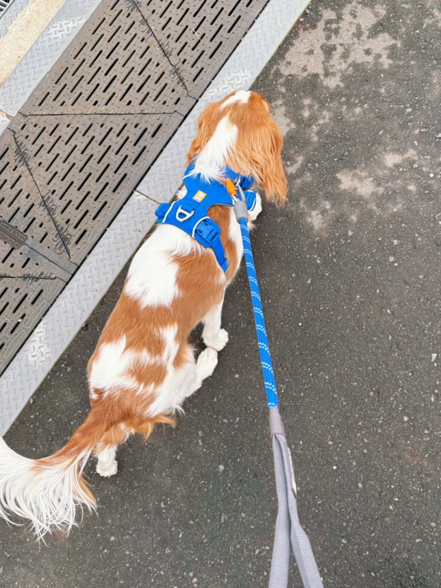 のすけ
