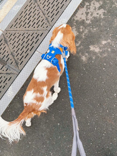 のすけ