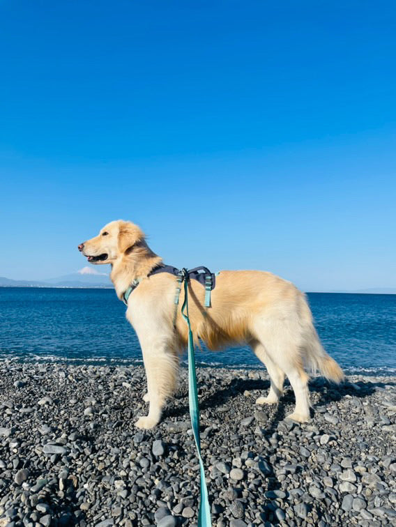 29.0kg 女の子 メイちゃん | ゴールデンレトリバー🐶フラッグラインハーネス