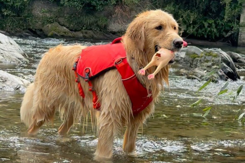 コンフルエンスドッグライフジャケット | Ruffwear JAPAN