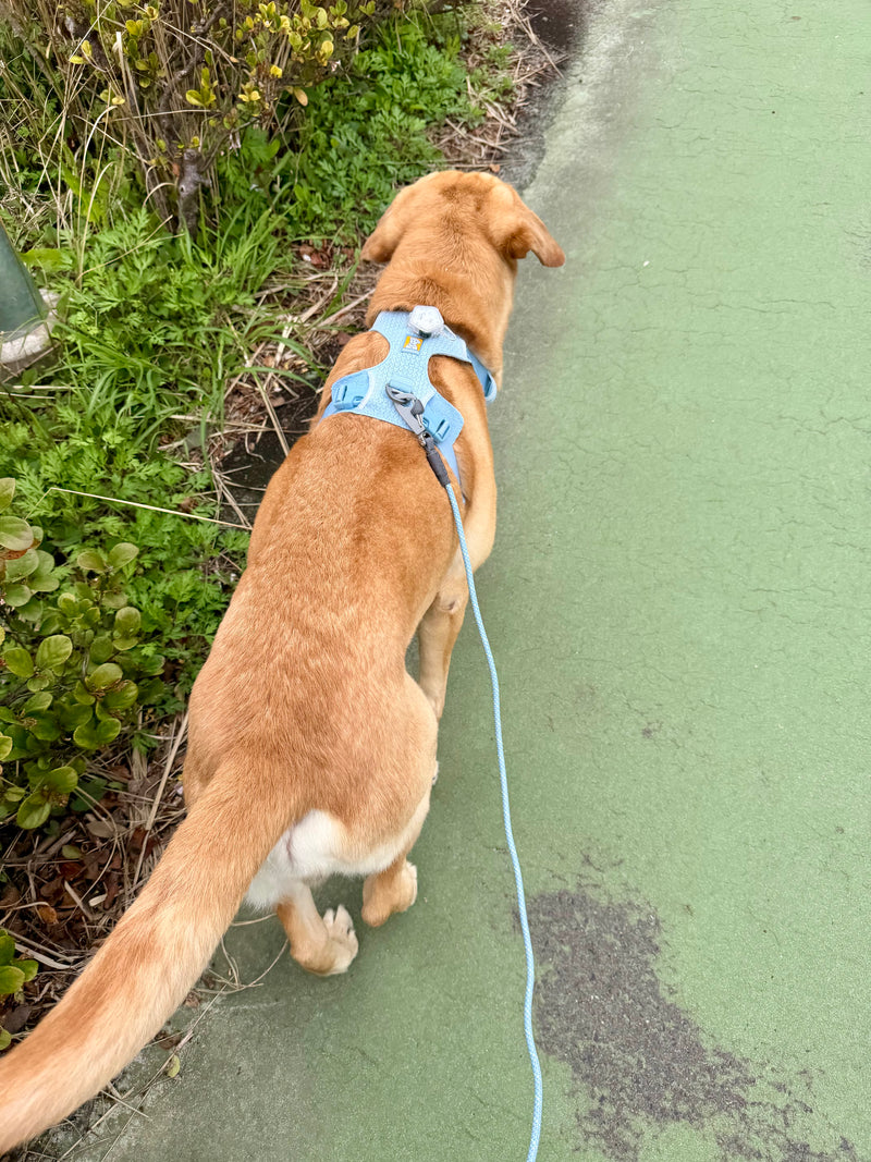 レビュー | Ruffwear JAPAN
