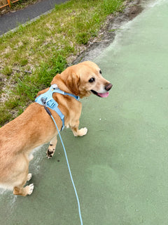 29.0kg 男の子 ふー太くん | ラブラドールレトリバー🐶フロントレンジフレックスハーネス