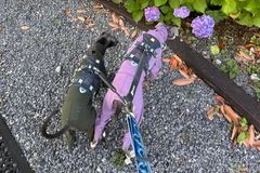 7.6kg 男の子 ぺろくん | イタリアングレーハウンド🐶フラッグラインハーネス