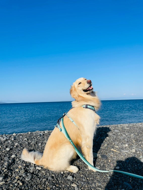 29.0kg 女の子 メイちゃん | ゴールデンレトリバー🐶フラッグラインハーネス