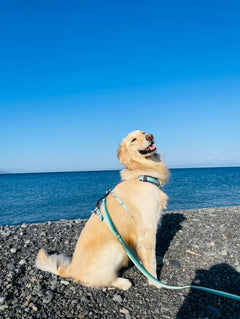 29.0kg 女の子 メイちゃん | ゴールデンレトリバー🐶フラッグラインハーネス