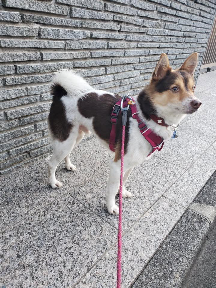 しんのすけ