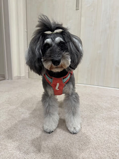 6.5kg 女の子 ラナちゃん | ミニチュア シュナウザー🐶ハイ＆ライトハーネス