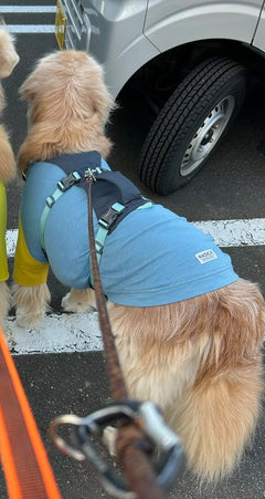 ルチル