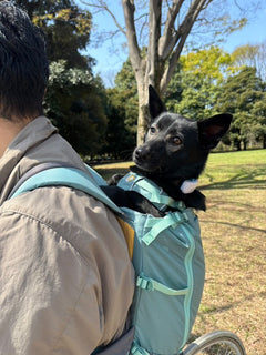 こぐま