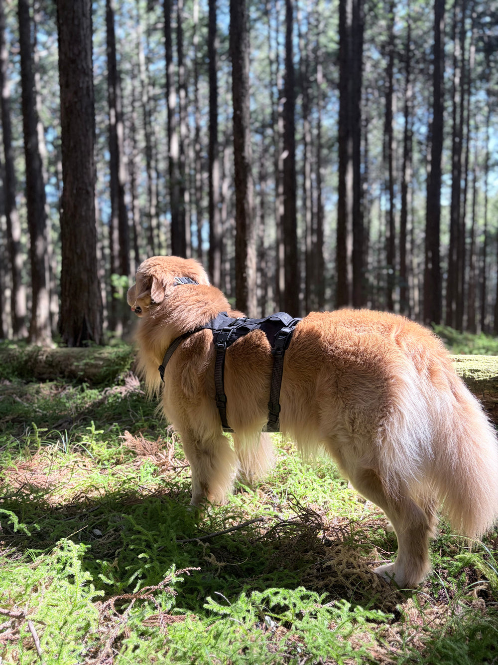 42.0kg 男の子 山祇くん | ゴールデンレトリバー🐶リッジラインハーネス/カラー/リーシュ
