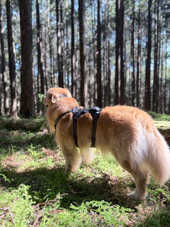 42.0kg 男の子 山祇くん | ゴールデンレトリバー🐶リッジラインハーネス/カラー/リーシュ