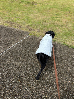 34.0kg 男の子 lightくん | ラブラドールレトリバー🐶スワンプクーラーベスト
