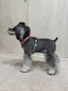 6.5kg 女の子 ラナちゃん | ミニチュア シュナウザー🐶ハイ＆ライトハーネス