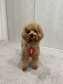 3.0kg 女の子 むぎちゃん | トイプードル🐶ハイ＆ライトハーネス