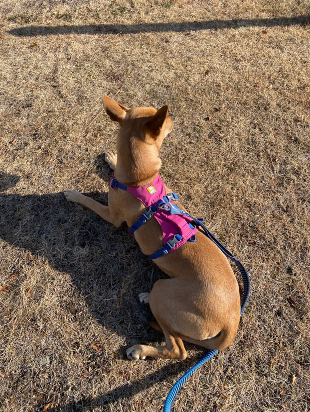 20.5kg 女の子 マリーちゃん | ミックス🐶フラッグラインハーネス