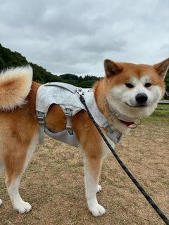 28.0kg 男の子 げんきくん | 秋田犬🐶スワンプクーラードッグハーネス
