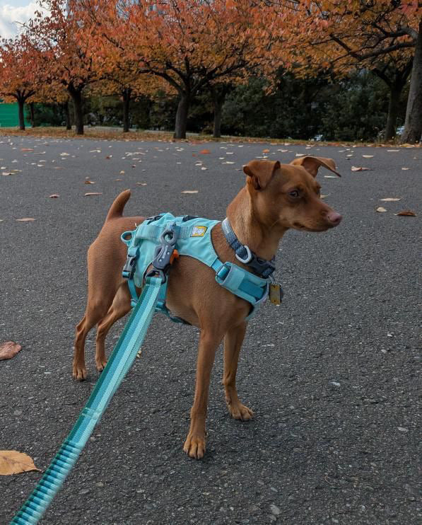 フラッグラインハーネス | 強力で軽量なリフト＆アシスト | Ruffwear JAPAN